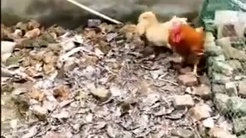 Chicken Vs Dog Fight