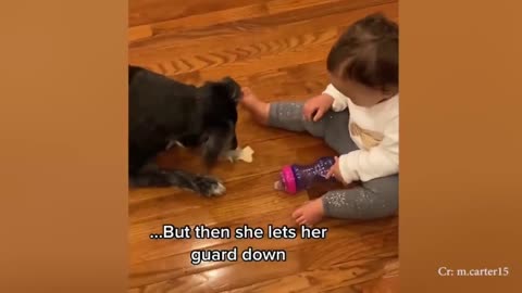 Dog training video with baby helpful people