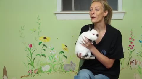 Are Dwarf Rabbits Good Pets? : Rabbit Care