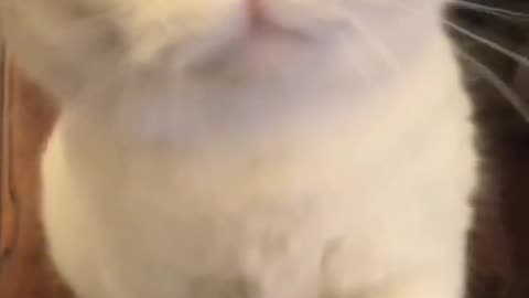 CUTE CATS VIDEOS🥰😻