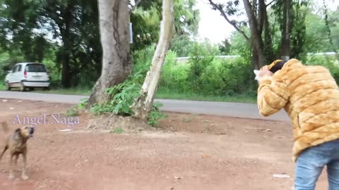 tiger vs dog