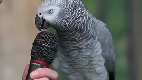 Talking_Parrot___VOANews