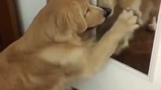 Golden Retriever tries to befriend his mirror reflection