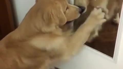 Golden Retriever tries to befriend his mirror reflection