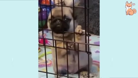 Funny Dogs video 2024 🤣 🐶 it's time to Laugh with dog's life