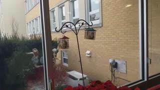 Bird food stealing squirrel