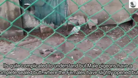 How we can get to know male and female pigeons