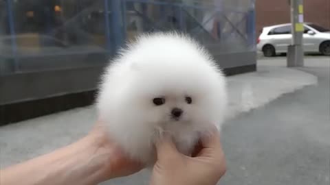 Cute white miniteacup Pomeranian puppy video.😘💖