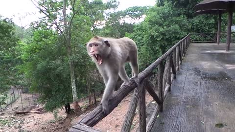 Monkey attack at open zoo 🤣