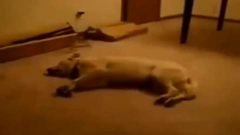 A funny dog ​​dreams that he is chasing a rabbit quicĺkly, but something happened ..