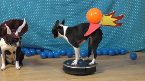 Dog on Roomba reenacts how dinosaurs became extinct