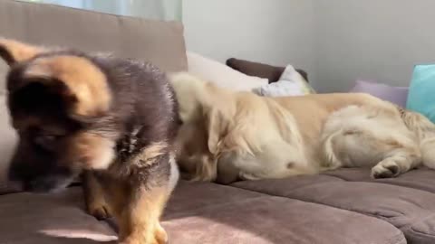 GERMAN SHEPHERD PUPPY AND KITTEN PLAYING