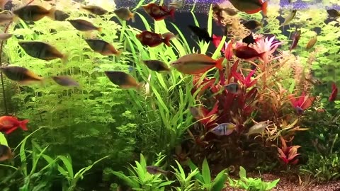 Calm Marimba Music & Water Sounds in Aquarium • Sleep, Relax, Spa, Yoga, Zen Meditation