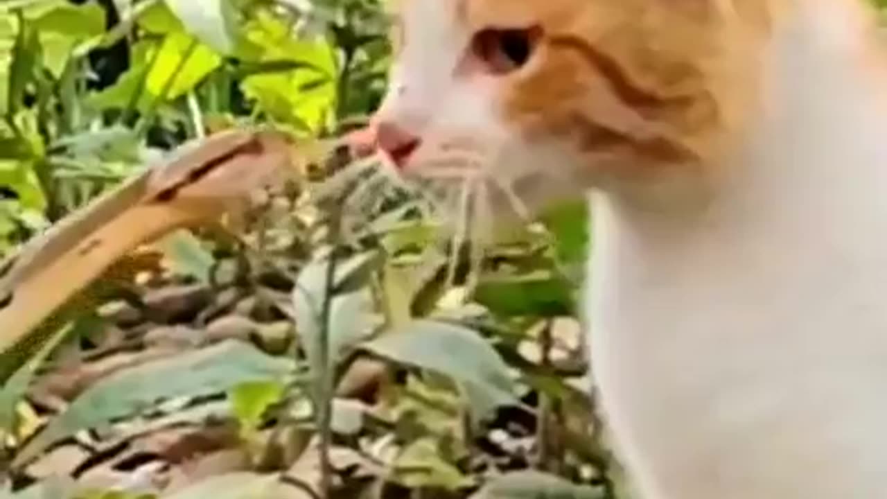 The average cat's reaction time is approximately 2070 milliseconds