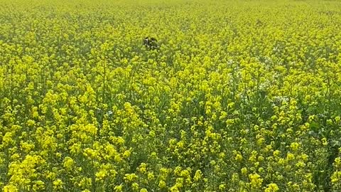 Great Dane Running In Flowers