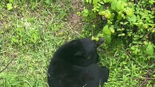 Family of Bears Search Properties for Open Bin