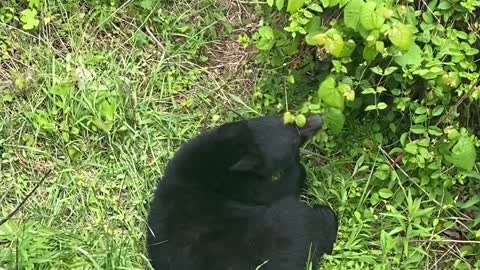 Family of Bears Search Properties for Open Bin