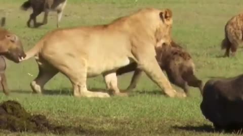 Lions vs forest dogs fighting 😲