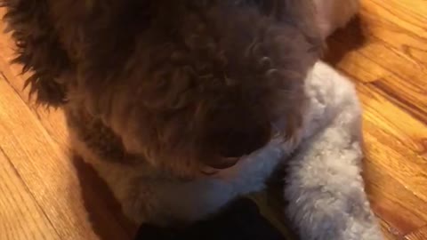 My Labradoodle stole my socks