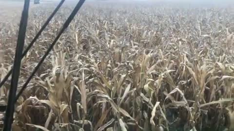 Corn Harvest