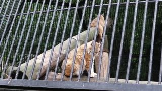 Wild cat at the zoo in summer.