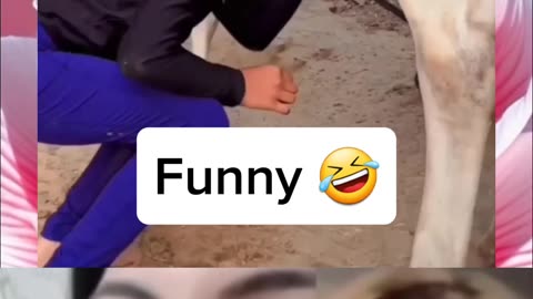 Funny videos 🤣🤣🤣