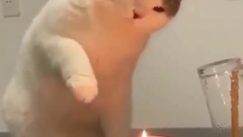 Cats can also blow out candles