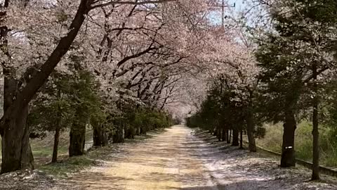 Flying cherry blossom petals