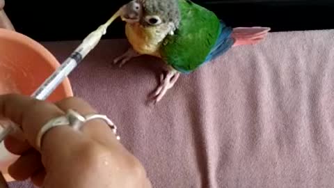 Baby parrot feeding video || small parrot kid eating ...