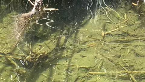 Very Old Turtle Snaps Up a Snack