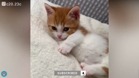 Sweetest Kitten Milk Belly Ever To Make You Smile