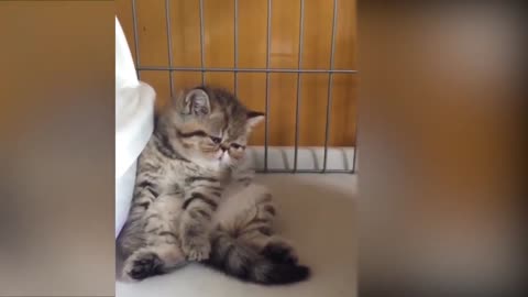 Tiktok cute CATS funny Video Compilation lol