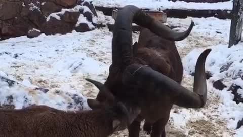 Tender family from the Moscow zoo