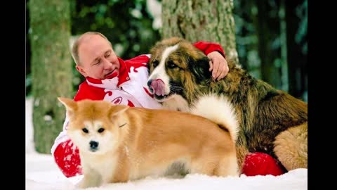 7 Dogs of Vladimir Putin