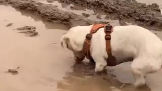 Jack Russell Loves To Play In The Mud