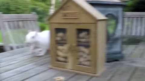 Extremely rare albino squirrel calmly approaches London homeowner for food