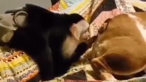 Monkey poke into Dog's ass