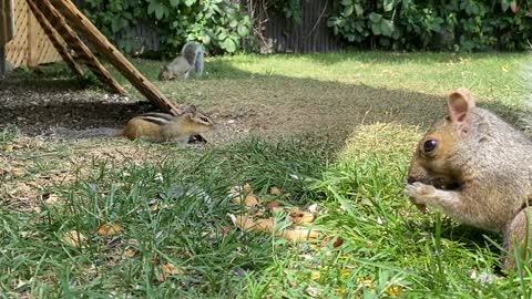 Squirrel and a Chipmunk