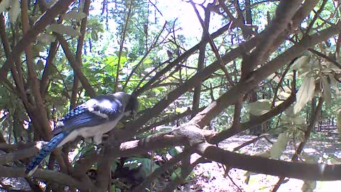 Bluejay jibber jabber