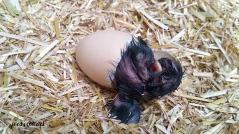 Baby Chick hatching egg hatching