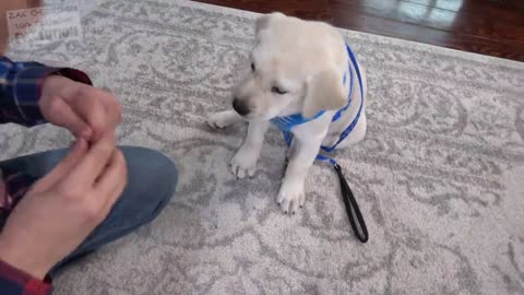 How to Train your Puppy to Stop Biting