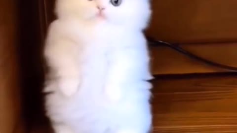 cute baby cat playing video