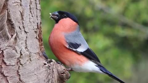 Bullfinch Male Bird Nature Red Finch Spring