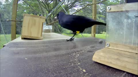 Are Crows the Ultimate Problem Solvers? | Inside the Animal Mind | BBC Earth