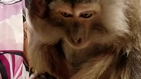 Monkey Grooms Herself