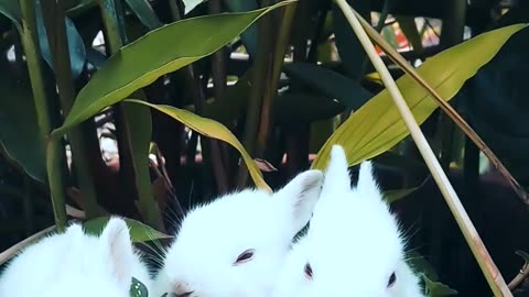 Rabbits Resting On A Pot With A Plant