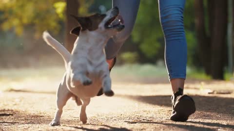 Attractive young woman running with dog jack russel terrier in park during beautiful sunset