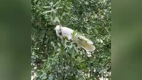 Cockatoo isn’t a typical cage bird