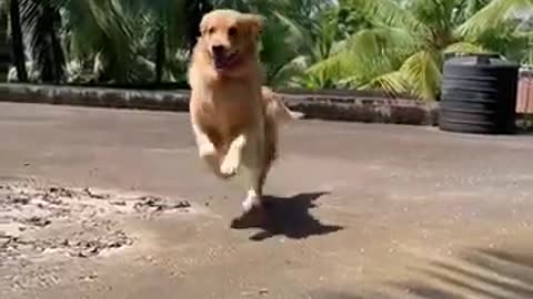 GOLDEN RETRIEVER BARKING