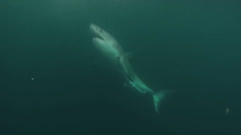 Great White Shark Warns Irresponsible Scuba Diver